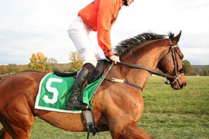 Top Grand National Winners - Photo courtesy of Pixabay.com