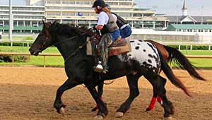 Harley looking majestic while on the job escorting racehorses to the track at Churchill Downs. (Julie June Stewart photo)