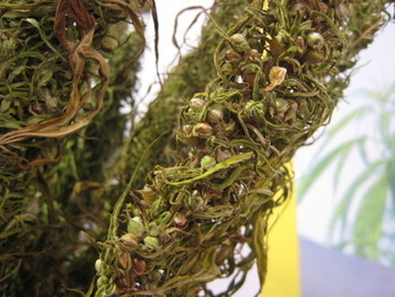 Stalks of dried hemp seeds  Hemp seeds are high in the quality protein and fatty acids your horse needs to maintain and repair healthy tissues. © 2015 by D-Kuru
