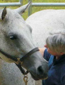 Horse Speak: The Equine-Human Translation Guide