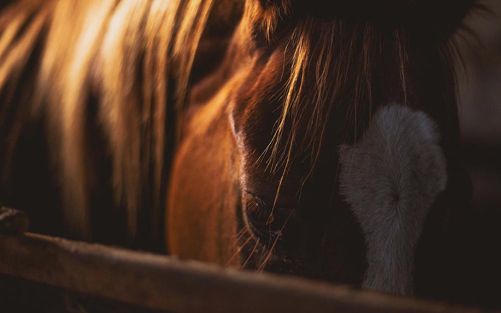 Horses in Translation by Sharon Wilsie