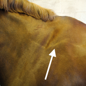 Stress Lines – an incorrectly fitted gullet plate putting constant pressure on the side of the withers can result in the formation of a stress line as well as a constant contraction of the trapezius.