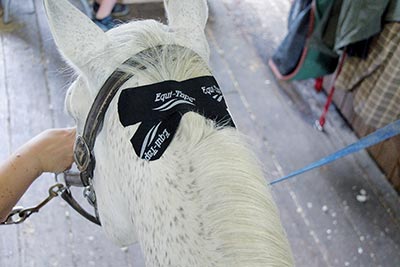 Kinesiology Taping for Horses by Katja Bredlau-Morich