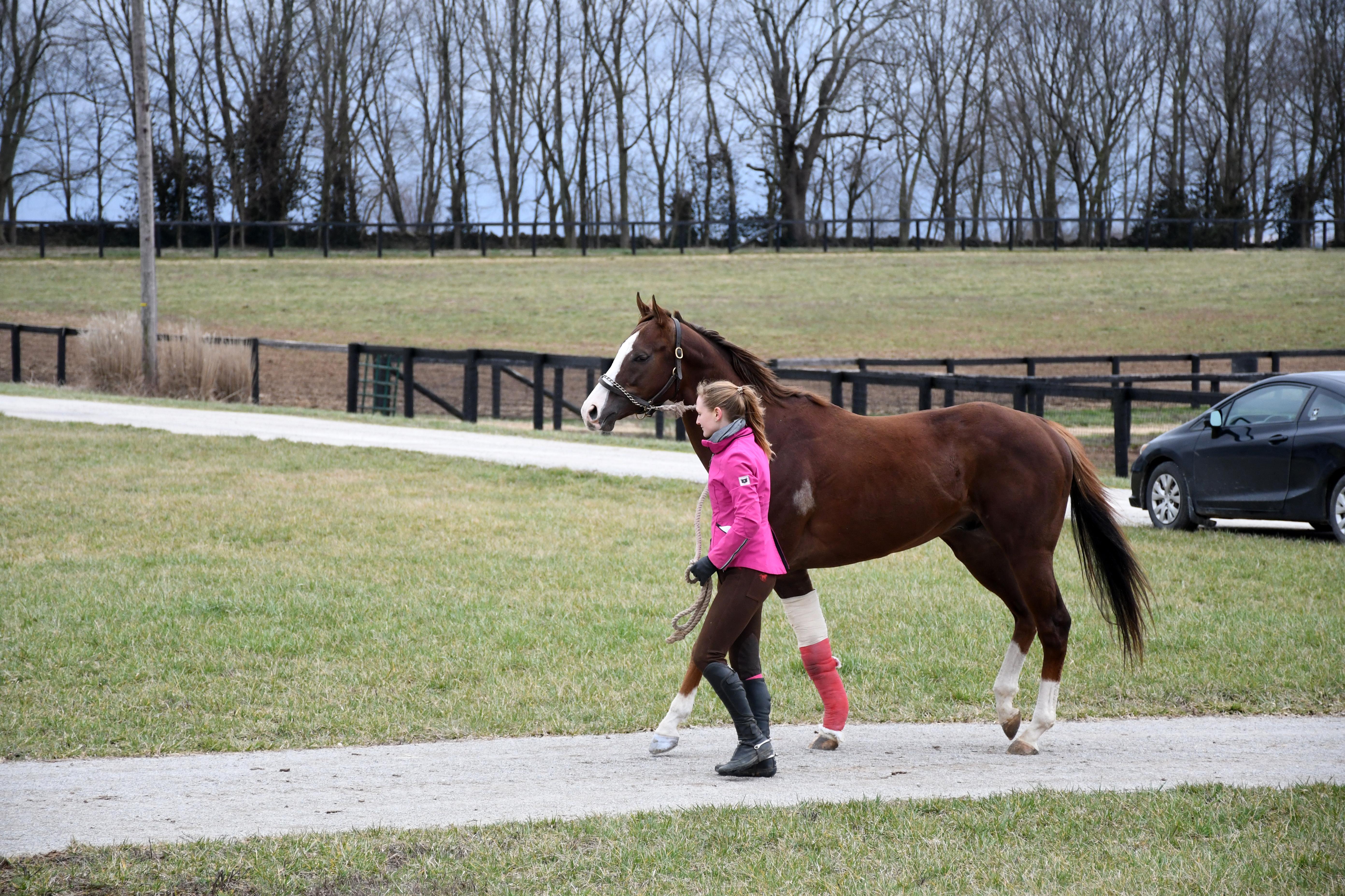 London House arriving at New Vocations’ Kentucky facility. (Melissa Bauer-Herzog/America's Best Racing)