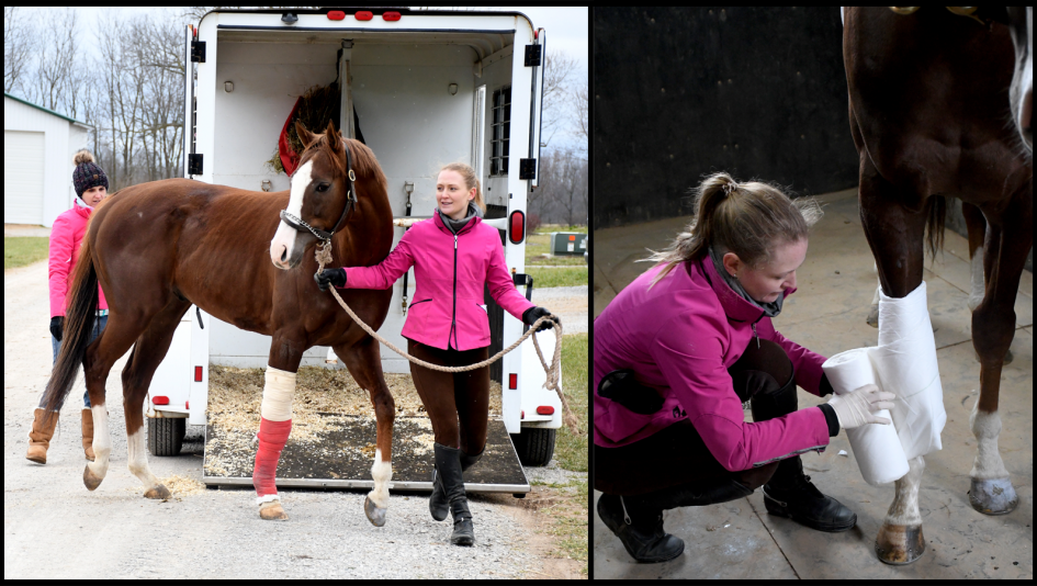 London House arriving at New Vocations’ Lexington facility at Mereworth Farm and later having his bandage changed. (Melissa Bauer-Herzog/America's Best Racing)