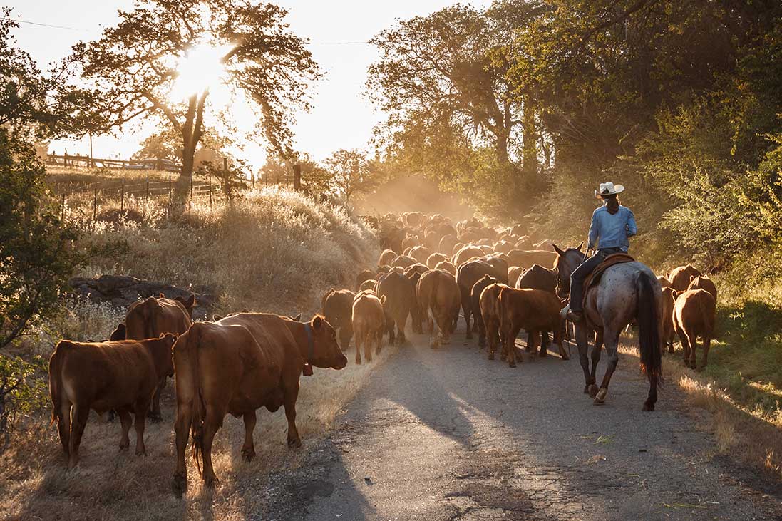 Horses: Portraits & Stories by Shelley Paulson