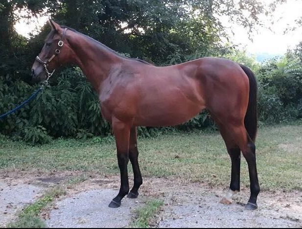 Thegaboutit '18, conformation shot from early August Thegaboutit '18, conformation shot from early August