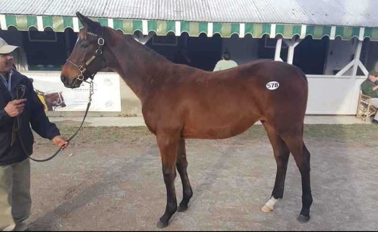 She looks like “two men in a horse suit,” one trainer told me. She looks like “two men in a horse suit,” one trainer told me.