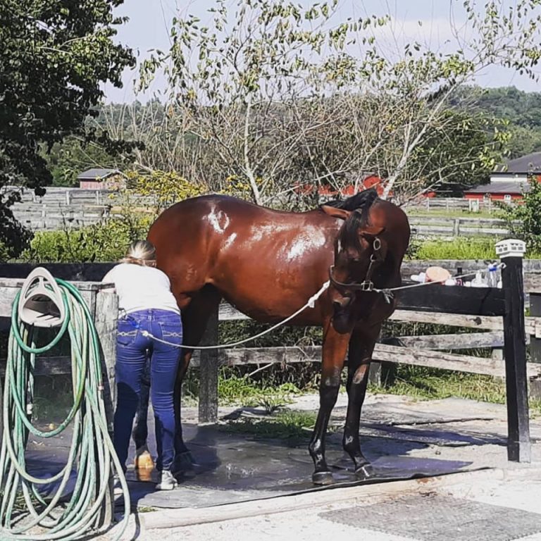 “Excuse me, whatcha doin back there?” – my best friend helps give the filly a bath. “Excuse me, whatcha doin back there?” – my best friend helps give the filly a bath