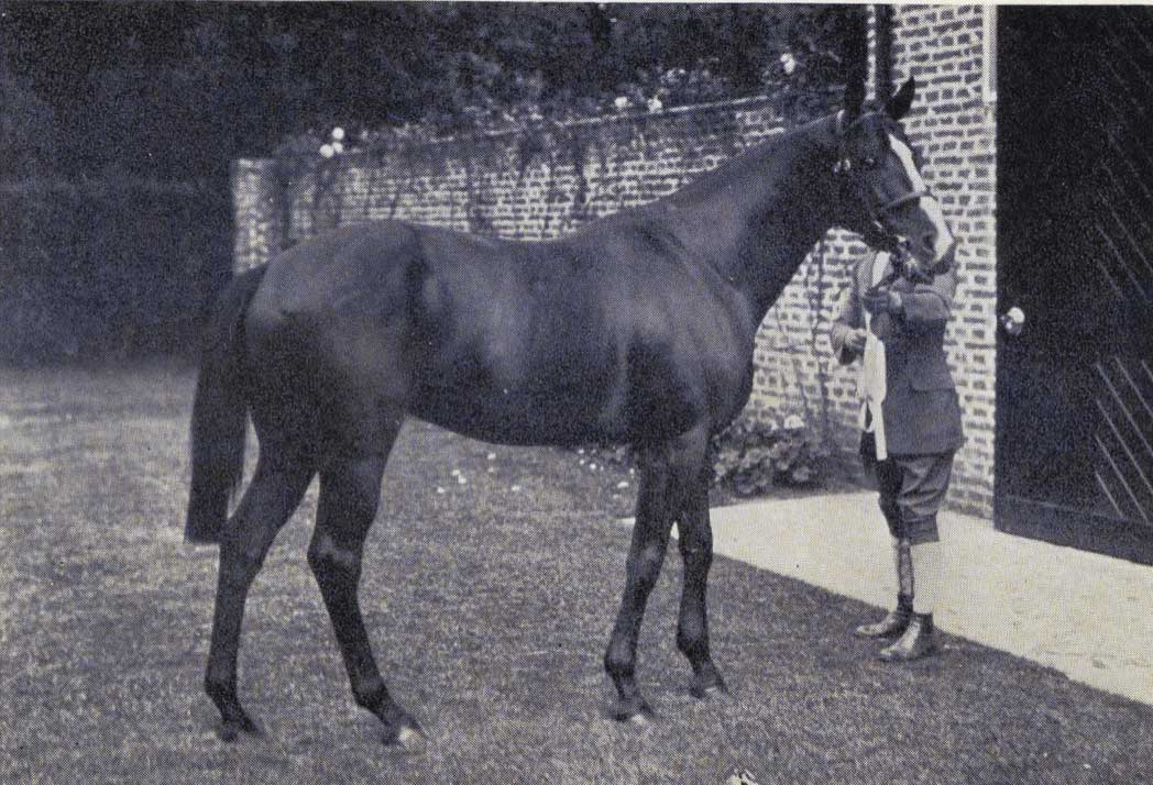 Tartirin was a beautiful polo pony