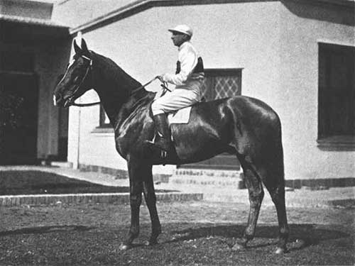 General French polo pony