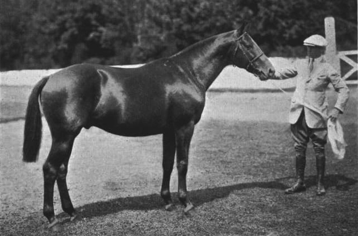 Sumampa II  polo pony