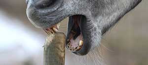 Possible Link Between Selenium and Cribbing in Horses