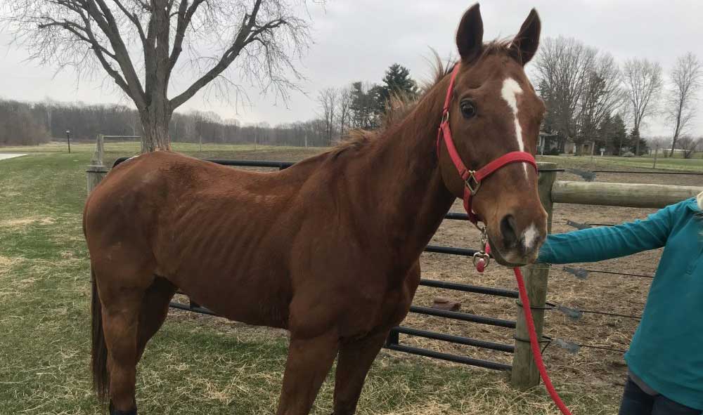 A Quarter Horse named "Rusty" ended up in a Texas kill pen, to the shock and surprise of his former owners. He has since returned home, where his health has improved considerably.