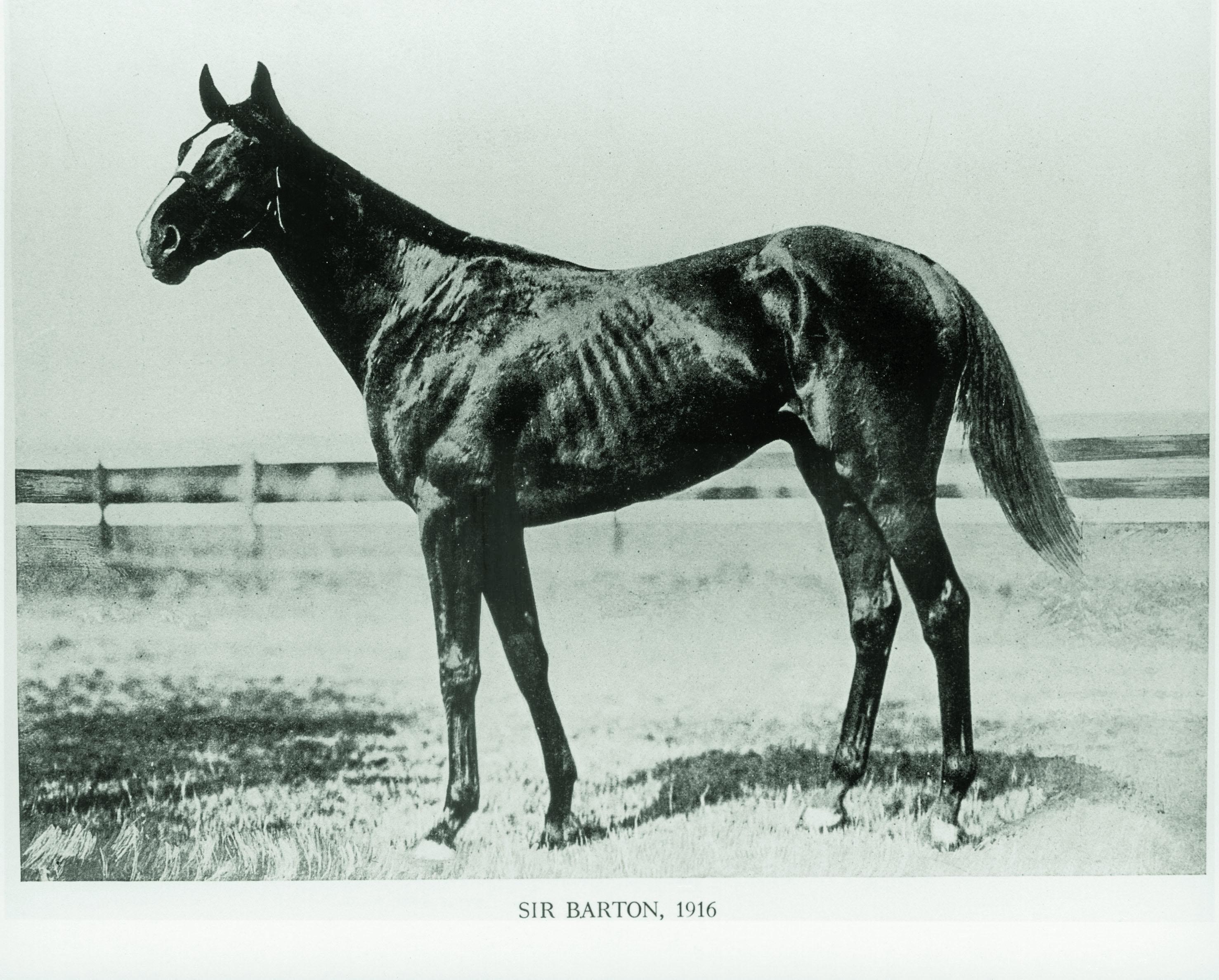 Sir Barton in 1916. (Blood-Horse Library photo)