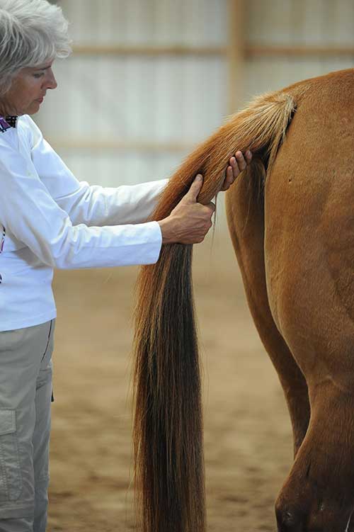 Is Your Horse 100%? by Margret Henkels (photo by Patti Bose)