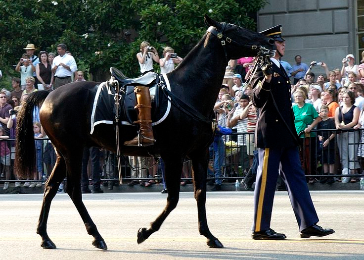 Old Guard Caisson Platoon Riderless Horse with English saddle and boots mounted backwards, courtesy of army.mil