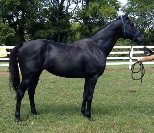 Orientate Slew, Homozygous black (EE) Thoroughbred stallion, photo courtesy of Rebecca Weaver, Southern Stars Sporthorses