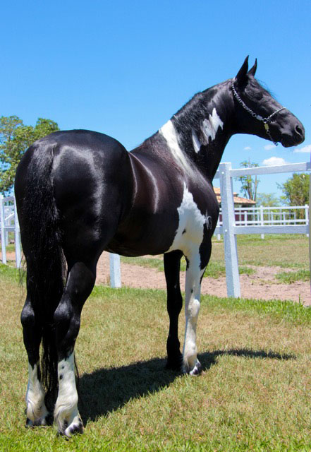  Black tobiano stallion, photo courtesy of Laura Patterson Rosa 