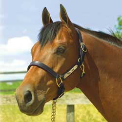 photo courtesy of Valley Vet