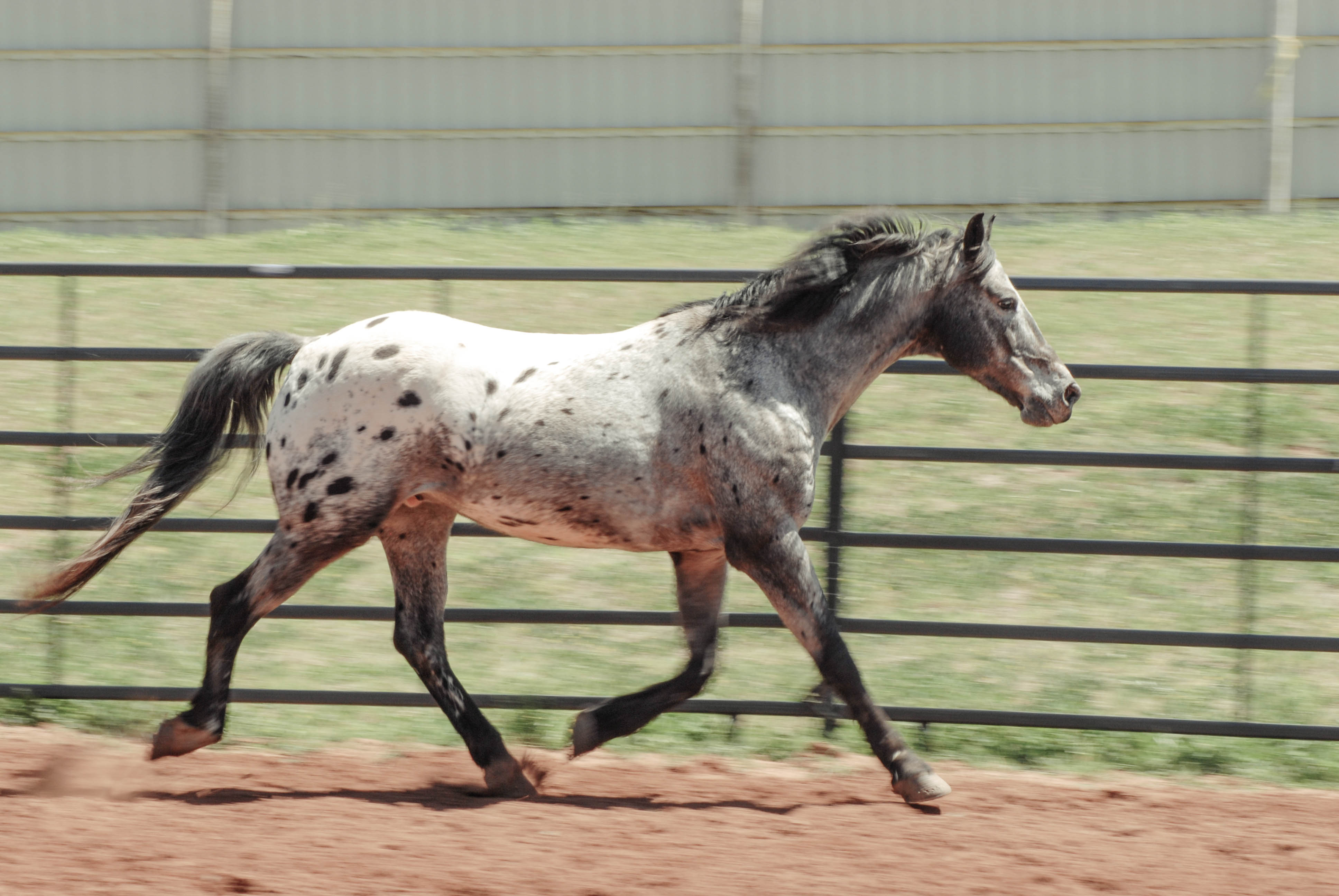 Blue Duck is a Walkaloosa (Missouri Fox Trotter and Appaloosa). He is an original mounted shooting horse that was trained by Roy Cox. His owner is, A.J. Porter. Photo: Brian Anthony 