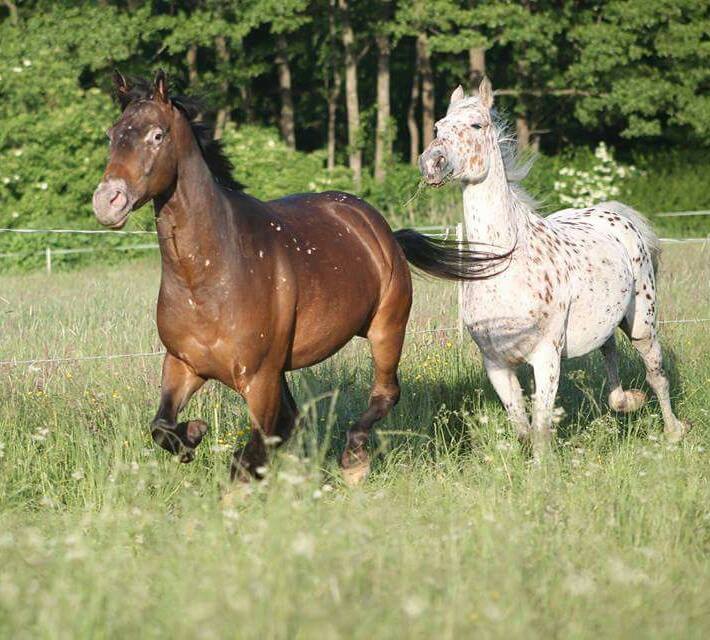 Mother and son - Cheyenne is the Dam, a Leopard Walkaloosa and Joe is her son, he is a Snowflake Walkaloosa. Both horses are registered Walkaloosas with the WHA and live in Germany.  Cheyenne is owned by Rabea Mai and Joe is owned by Andrea Schuchort.  Photo credits: Rabea Man / LN / Fotografie.