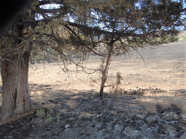 Photo by William E. Simpson II: Tree spared from wildfire via wild horse grazing 