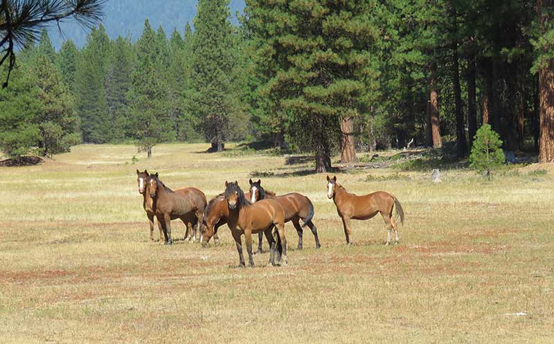 A family of native Kiger wild horses grazes in a picture perfect wildfire break in a remote Oregon forest.