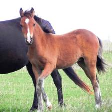 Research into Development of the Foal’s Gut Could Advance Treatment of Critical Cases of Diarrhea