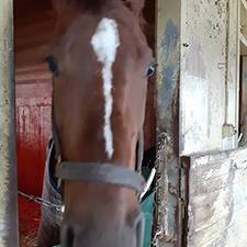 Solving a Mare’s ‘Behavioral’ Problems