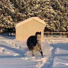 Wintertime Equine Nutrition: 3 Facts