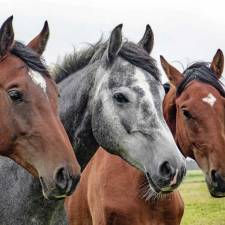 The Four Best Books About Horses 