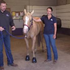 How to Measure for Hoof Boots