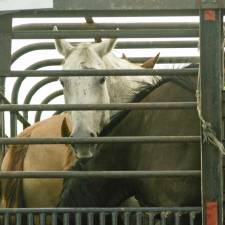 The History Of Equine Slaughter In The United States (Part 2 In A Series)
