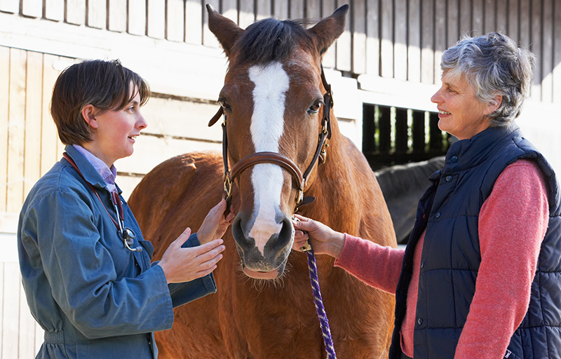 Equine Info Exchange - Veterinary Schools